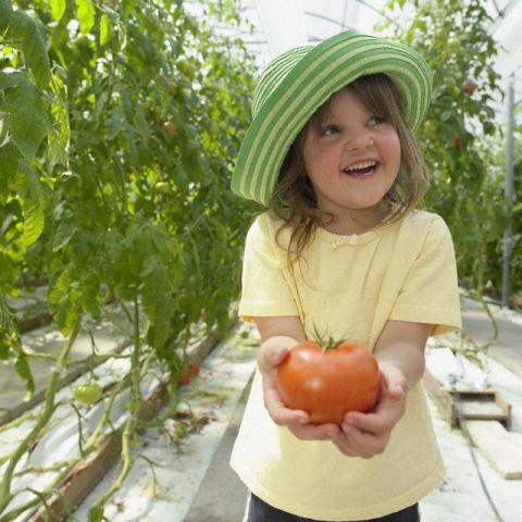 Tomato child